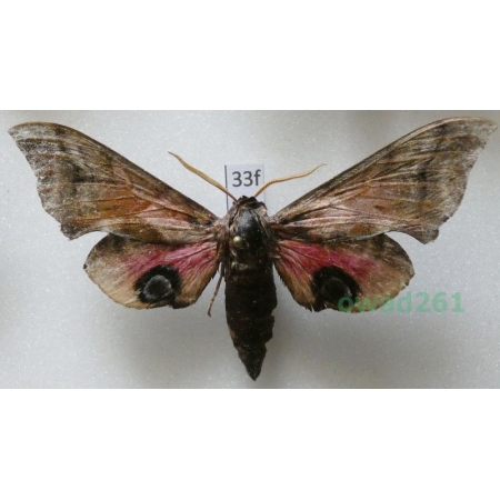 Smerinthus ocellata (Linnaeus, 1758) Poland33f